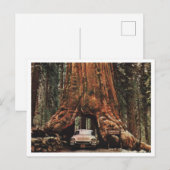 Yosemite NP, Wawona Tree, 1959  geïnspireerd Briefkaart (Voorkant / Achterkant)