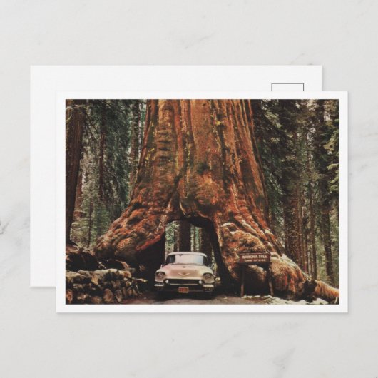 Yosemite NP, Wawona Tree, 1959 geïnspireerd Briefkaart (Voorkant / Achterkant)