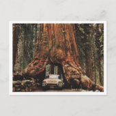 Yosemite NP, Wawona Tree, 1959 geïnspireerd Briefkaart (Voorkant)