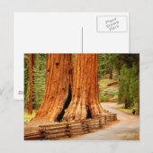 Yosemite redwood bomen briefkaart (Voorkant / Achterkant)