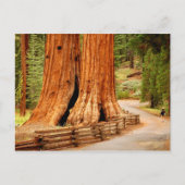 Yosemite redwood bomen briefkaart (Voorkant)
