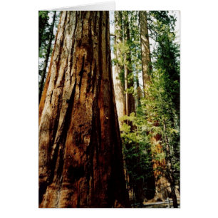 Yosemite Redwood Card
