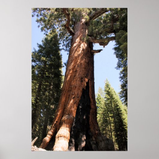 Yosemite sequoia kleurenfoto-poster afdrukken poster (Voorkant)