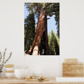 Yosemite sequoia kleurenfoto-poster afdrukken poster (Keuken)