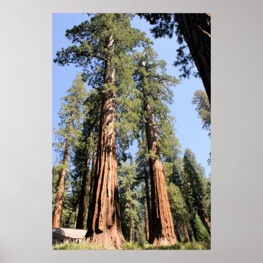Yosemite Sequoias Poster (Voorkant)