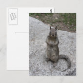 Yosemite Squirrel Briefkaart (Voorkant / Achterkant)