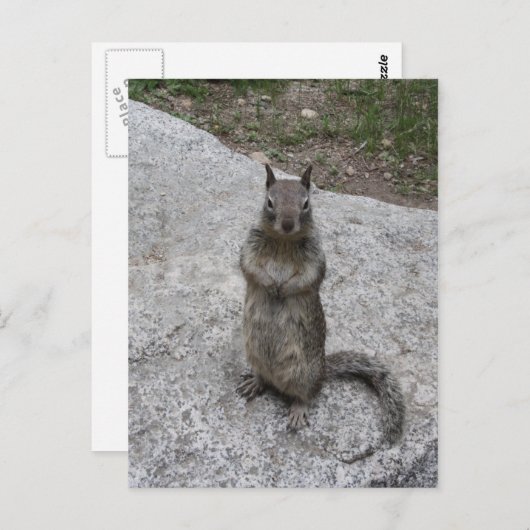 Yosemite Squirrel Briefkaart (Voorkant / Achterkant)