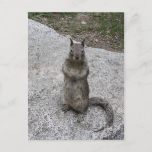 Yosemite Squirrel Briefkaart