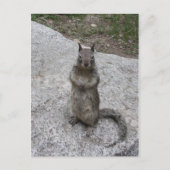 Yosemite Squirrel Briefkaart (Voorkant)
