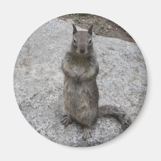 Yosemite Squirrel Magneet