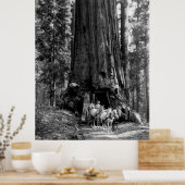 YOSEMITE TUNNEL REDWOOD c. 1902 Poster (Keuken)