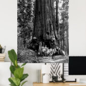 YOSEMITE TUNNEL REDWOOD c. 1902 Poster (Thuiskantoor)