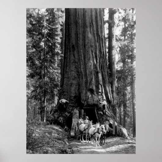 YOSEMITE TUNNEL REDWOOD c. 1902 Poster (Voorkant)