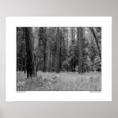 Yosemite Valley Forest Poster (Voorkant)