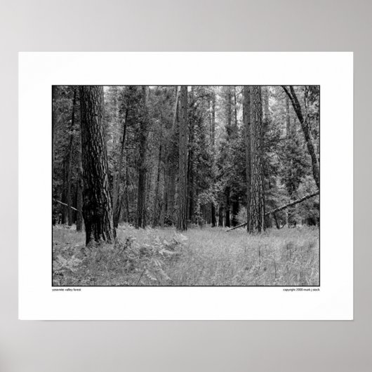 Yosemite Valley Forest Poster (Voorkant)