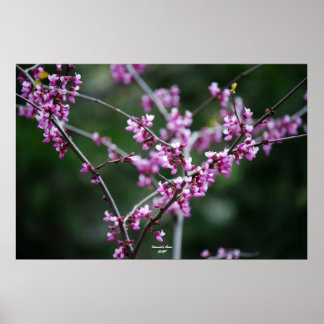 Yosemite's kleur poster