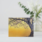 Yoshida Toshi Cherry Blossom Briefkaart (Staand voorkant)