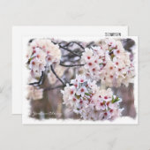 Yoshino Cherry ポストカード Briefkaart (Voorkant / Achterkant)