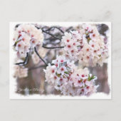Yoshino Cherry ポストカード Briefkaart (Voorkant)