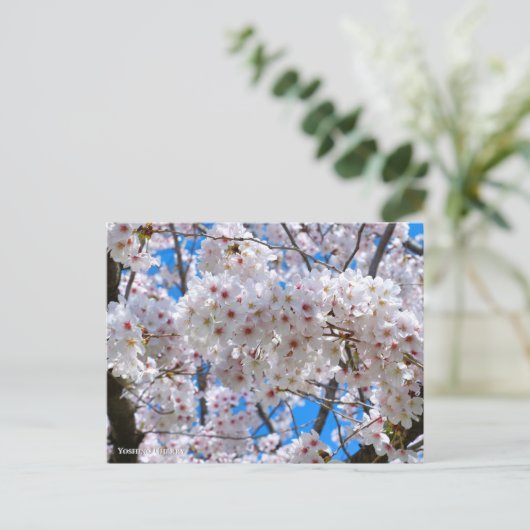 Yoshino Cherry Briefkaart (Staand voorkant)