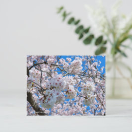 Yoshino Cherry Briefkaart