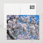 Yoshino Cherry Briefkaart (Voorkant / Achterkant)