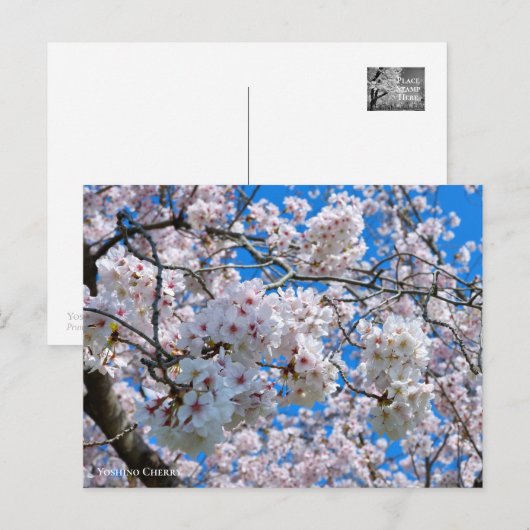 Yoshino Cherry Briefkaart (Voorkant / Achterkant)