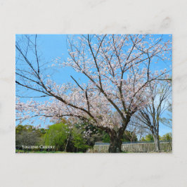 Yoshino Cherry Briefkaart