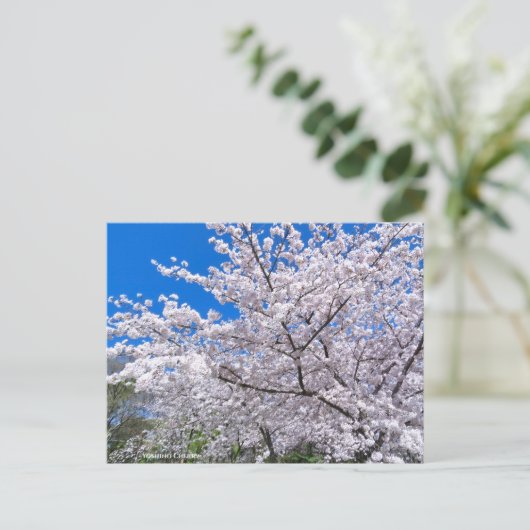 Yoshino Cherry Briefkaart (Staand voorkant)