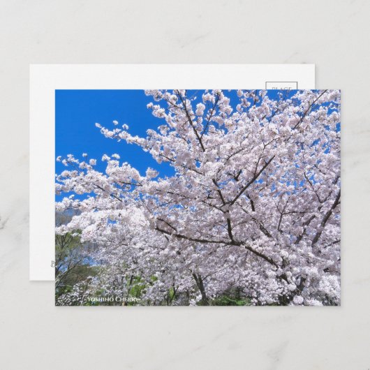 Yoshino Cherry Briefkaart (Voorkant / Achterkant)