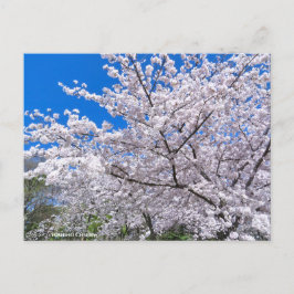 Yoshino Cherry Briefkaart