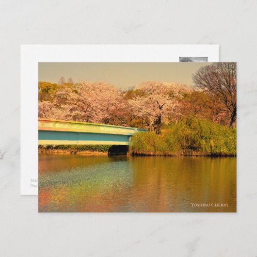 Yoshino Cherry Briefkaart (Voorkant / Achterkant)