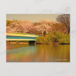 Yoshino Cherry Briefkaart
