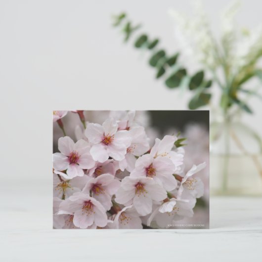 Yoshino Cherry Briefkaart (Staand voorkant)