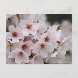 Yoshino Cherry Briefkaart