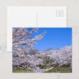 Yoshino Cherry Briefkaart