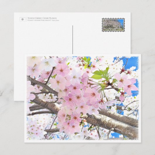 Yoshino Cherry Briefkaart (Voorkant / Achterkant)