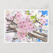 Yoshino Cherry Briefkaart (Voorkant)