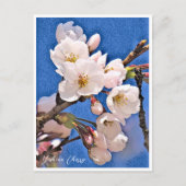 Yoshino Cherry Briefkaart (Voorkant)
