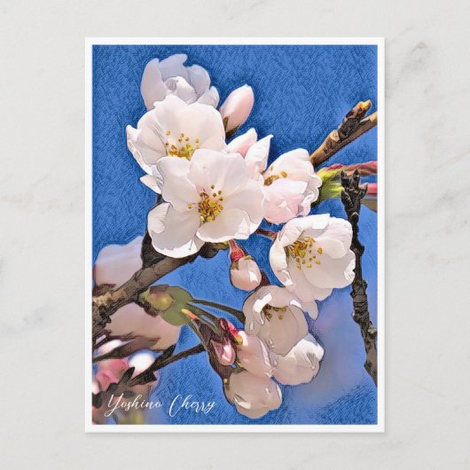 Yoshino Cherry Briefkaart (Voorkant)