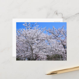 Yoshino Cherry Briefkaart