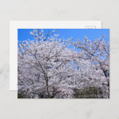 Yoshino Cherry Briefkaart (Voorkant / Achterkant)