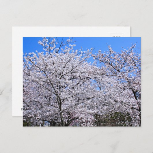 Yoshino Cherry Briefkaart (Voorkant / Achterkant)