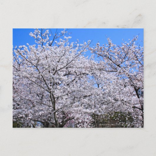 Yoshino Cherry Briefkaart (Voorkant)