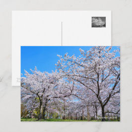 Yoshino Cherry Briefkaart