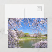 Yoshino Cherry:Briefkaart Briefkaart (Voorkant / Achterkant)