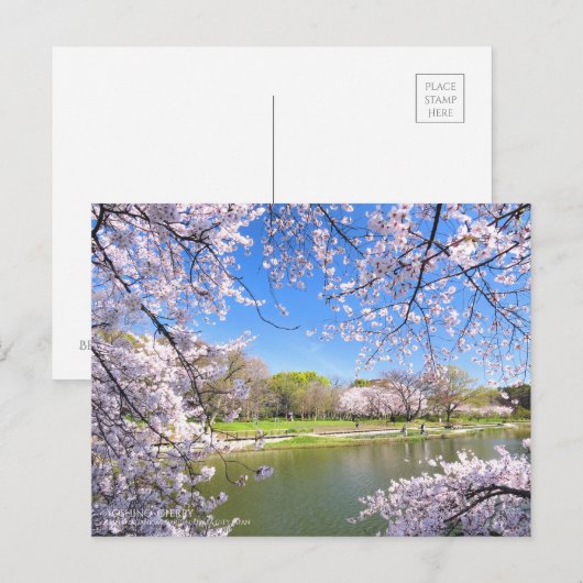 Yoshino Cherry:Briefkaart Briefkaart (Voorkant / Achterkant)