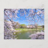 Yoshino Cherry:Briefkaart Briefkaart (Voorkant)