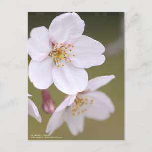 Yoshino Cherry:Briefkaart Briefkaart