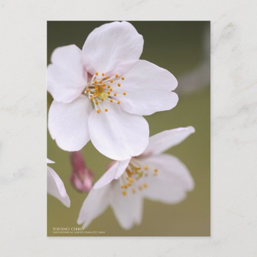 Yoshino Cherry:Briefkaart Briefkaart (Voorkant)